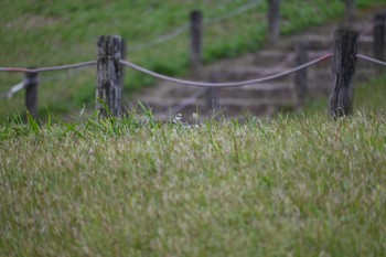 ハクセキレイ 馬見丘陵公園 2023年10月21日(土)