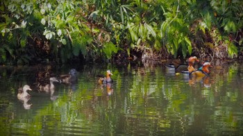 Mandarin Duck 姫路市自然観察の森 Sun, 10/22/2023