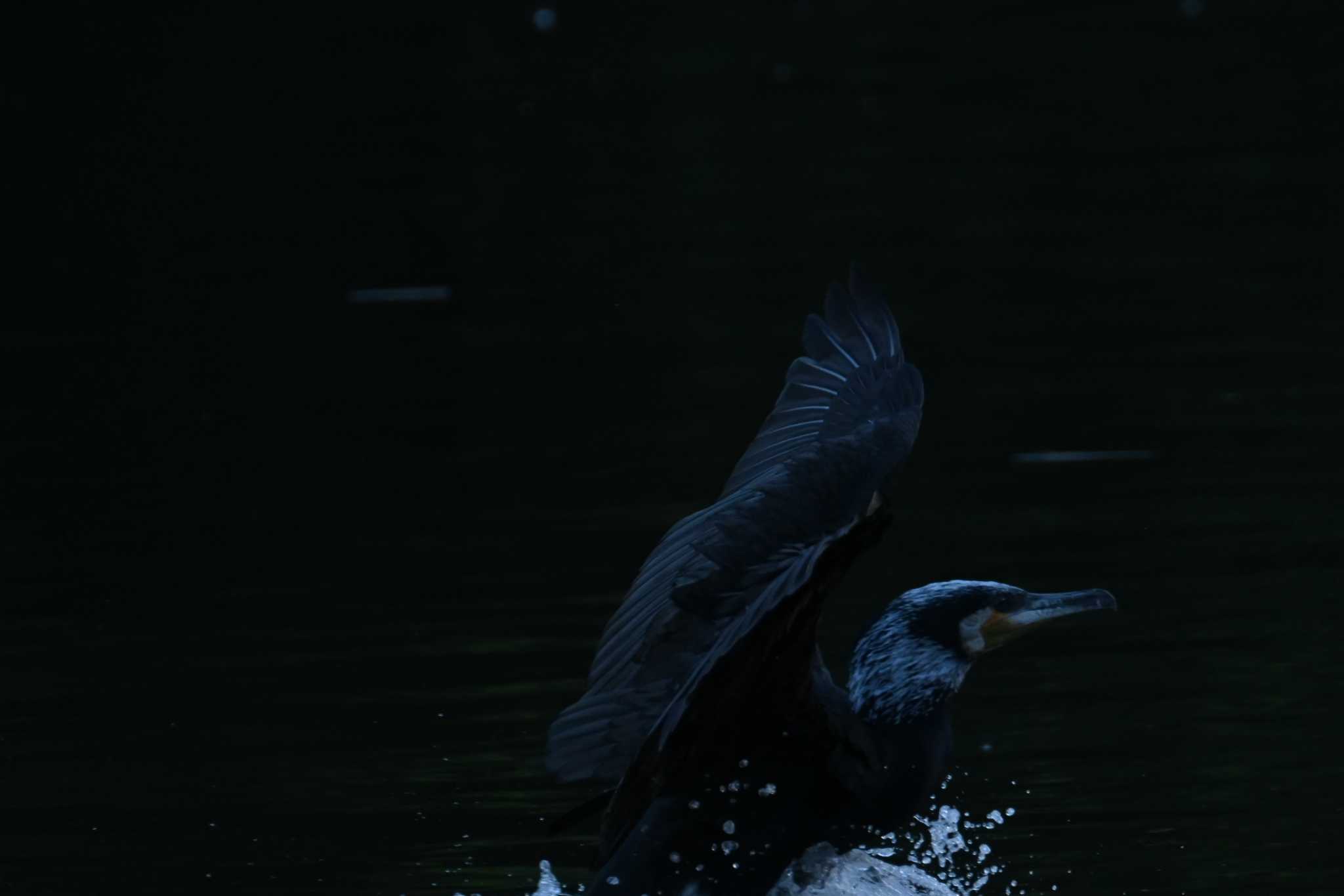 東京港野鳥公園 カワウの写真 by Cozy_wl