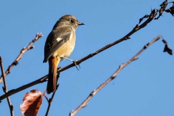 2023年10月21日(土) 山梨県邑野鳥公園の野鳥観察記録