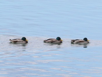 Mallard 狭山湖 Sat, 10/21/2023