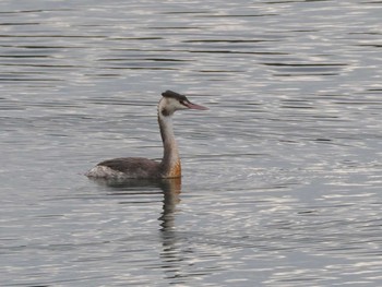 Great Crested Grebe 狭山湖 Sat, 10/21/2023