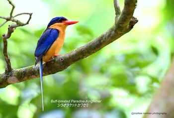 Buff-breasted Paradise Kingfisher オーストラリア・ケアンズ周辺 Unknown Date