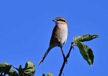 2023年10月22日(日) 荒川(甲府市)の野鳥観察記録