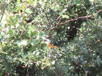 Daurian Redstart 足立公園(北九州市) Sun, 10/22/2023