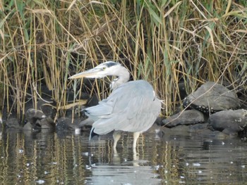 アオサギ 東京港野鳥公園 2023年10月21日(土)