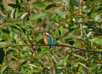 カワセミ 東京港野鳥公園 2023年10月21日(土)