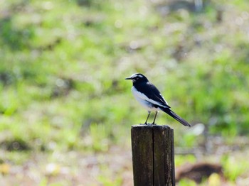 Sat, 10/21/2023 Birding report at Teganuma