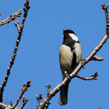 Japanese Tit Teganuma Sat, 10/21/2023