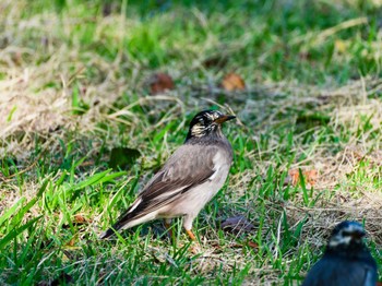 White-cheeked Starling Teganuma Sat, 10/21/2023