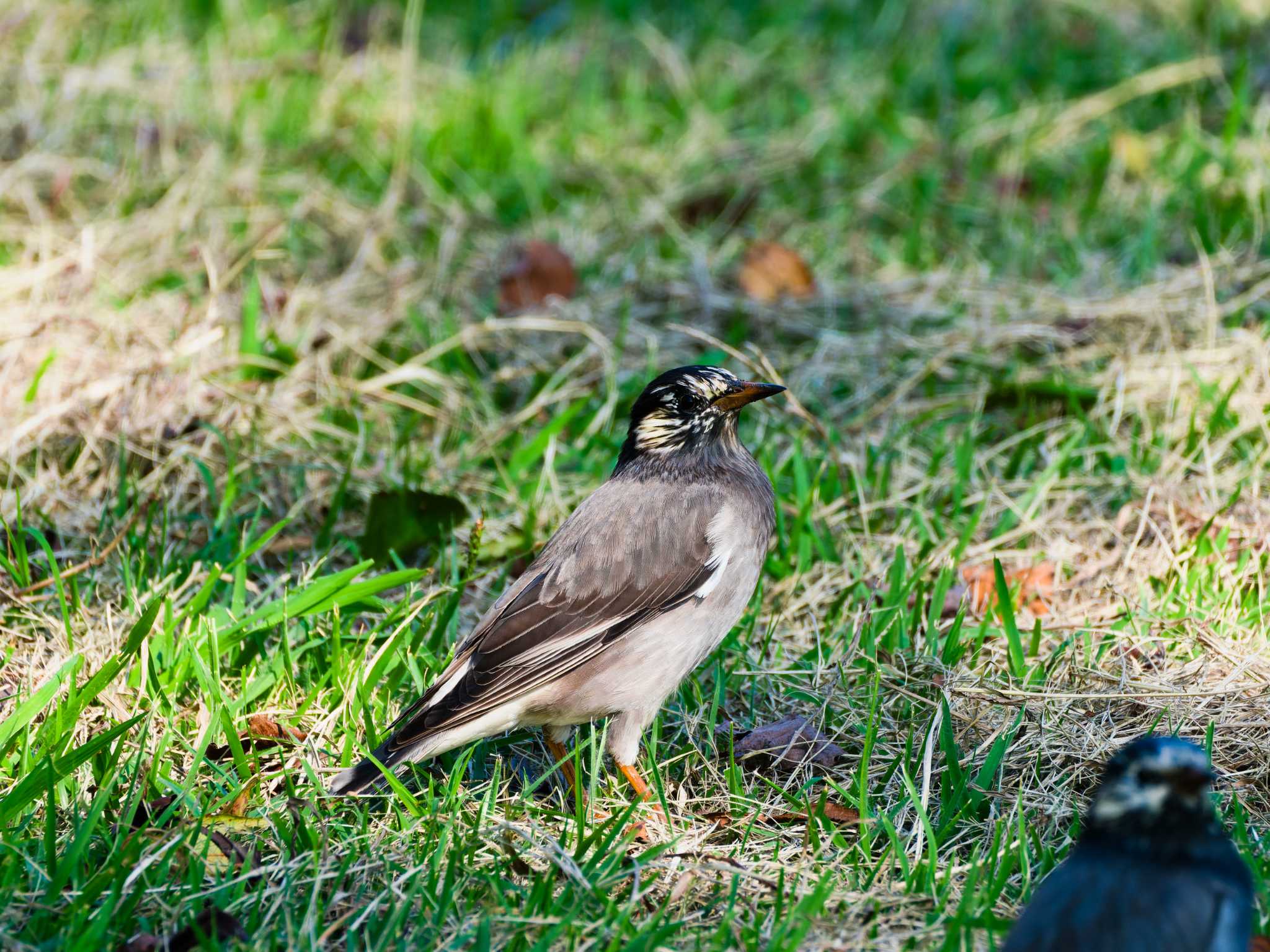 Photo of White-cheeked Starling at Teganuma by h sawa