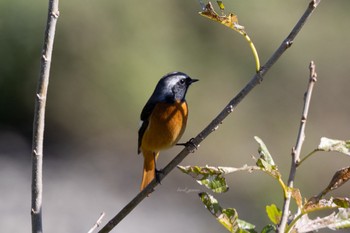 Daurian Redstart 大栗川 Sun, 10/22/2023