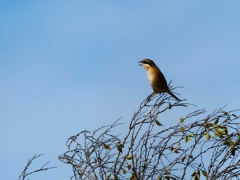 Bull-headed Shrike Teganuma Sat, 10/14/2023