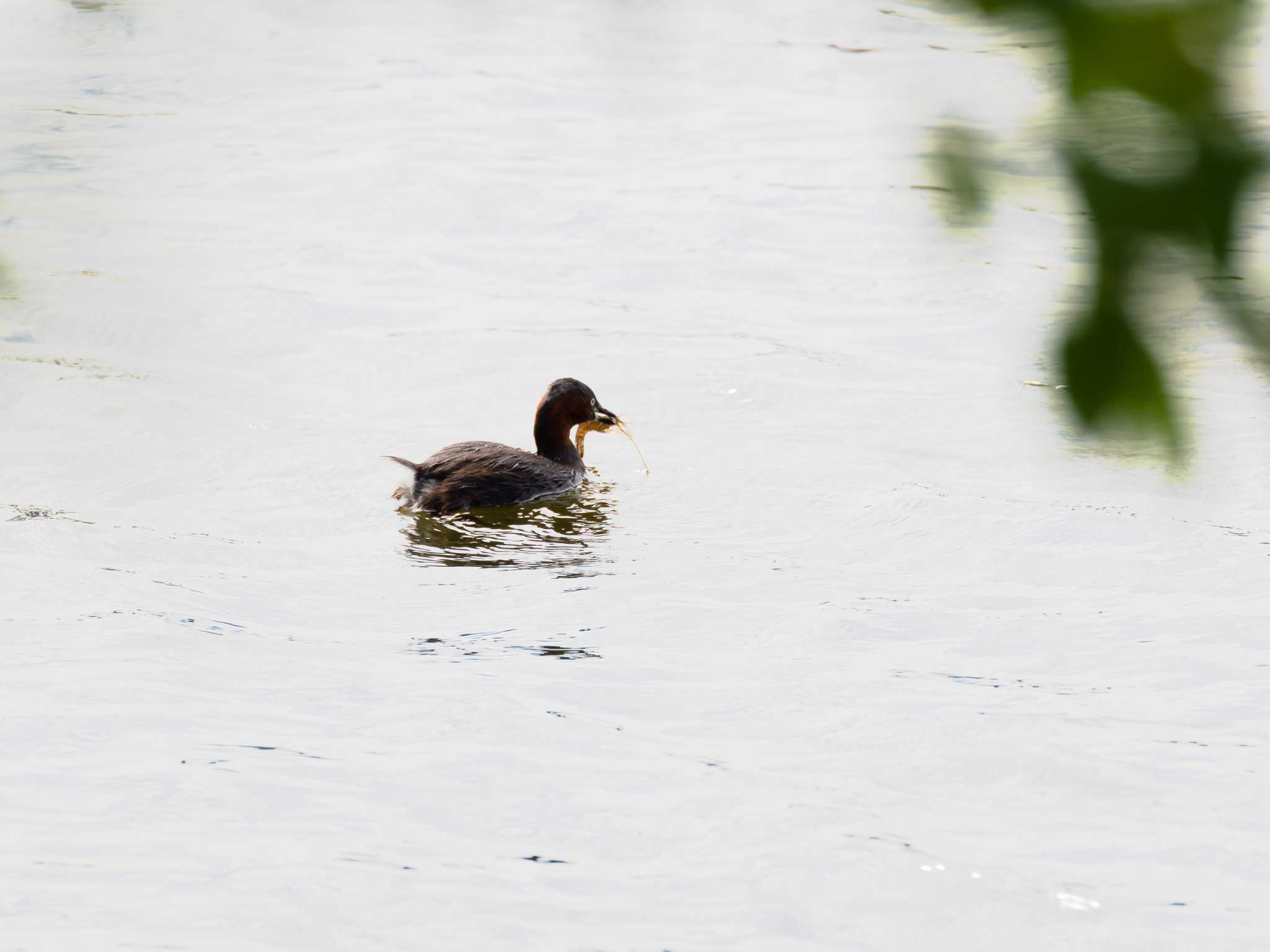 Little Grebe