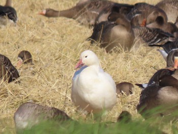 2023年10月13日(金) 伊豆沼の野鳥観察記録