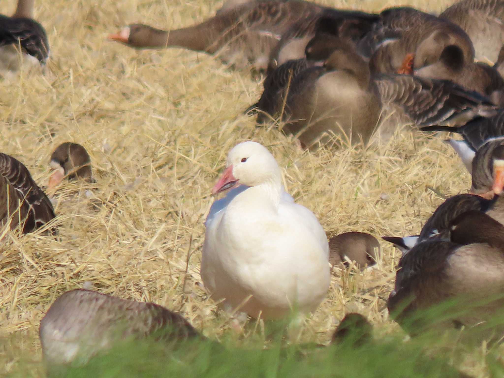 Snow Goose