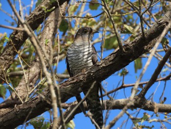 2023年10月13日(金) 蕪栗沼の野鳥観察記録