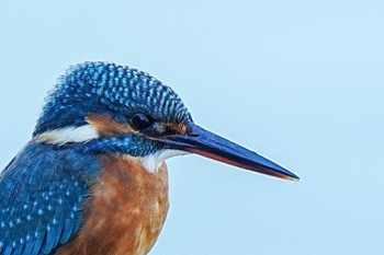 2023年10月22日(日) 竹村新池公園(豊田市)の野鳥観察記録