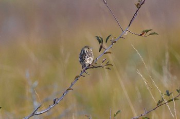 Sat, 10/7/2023 Birding report at Senjogahara Marshland