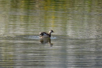 2023年10月22日(日) 境川遊水地公園の野鳥観察記録