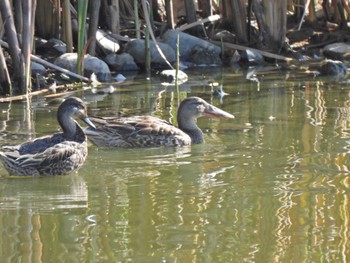 2023年10月22日(日) 境川遊水地公園の野鳥観察記録