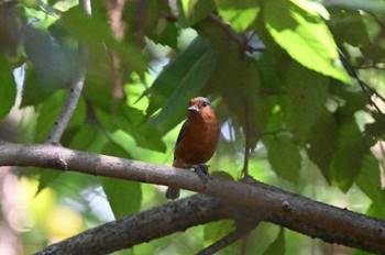 2023年10月22日(日) 水元公園の野鳥観察記録