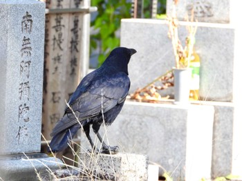 Carrion Crow マイフィールドa Sun, 10/22/2023