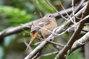 2023年10月22日(日) 早戸川林道の野鳥観察記録