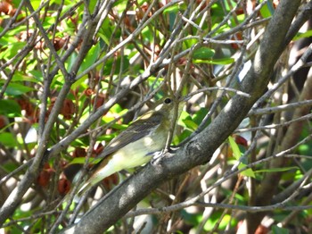 Narcissus Flycatcher マイフィールドa Sun, 10/22/2023