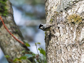 2023年10月22日(日) 宮城沢林道(札幌市西区)の野鳥観察記録