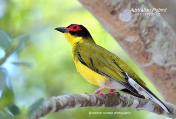 Australasian Figbird オーストラリア・ケアンズ周辺 Unknown Date