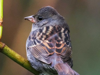 2023年10月22日(日) 左股川緑地(札幌市西区)の野鳥観察記録