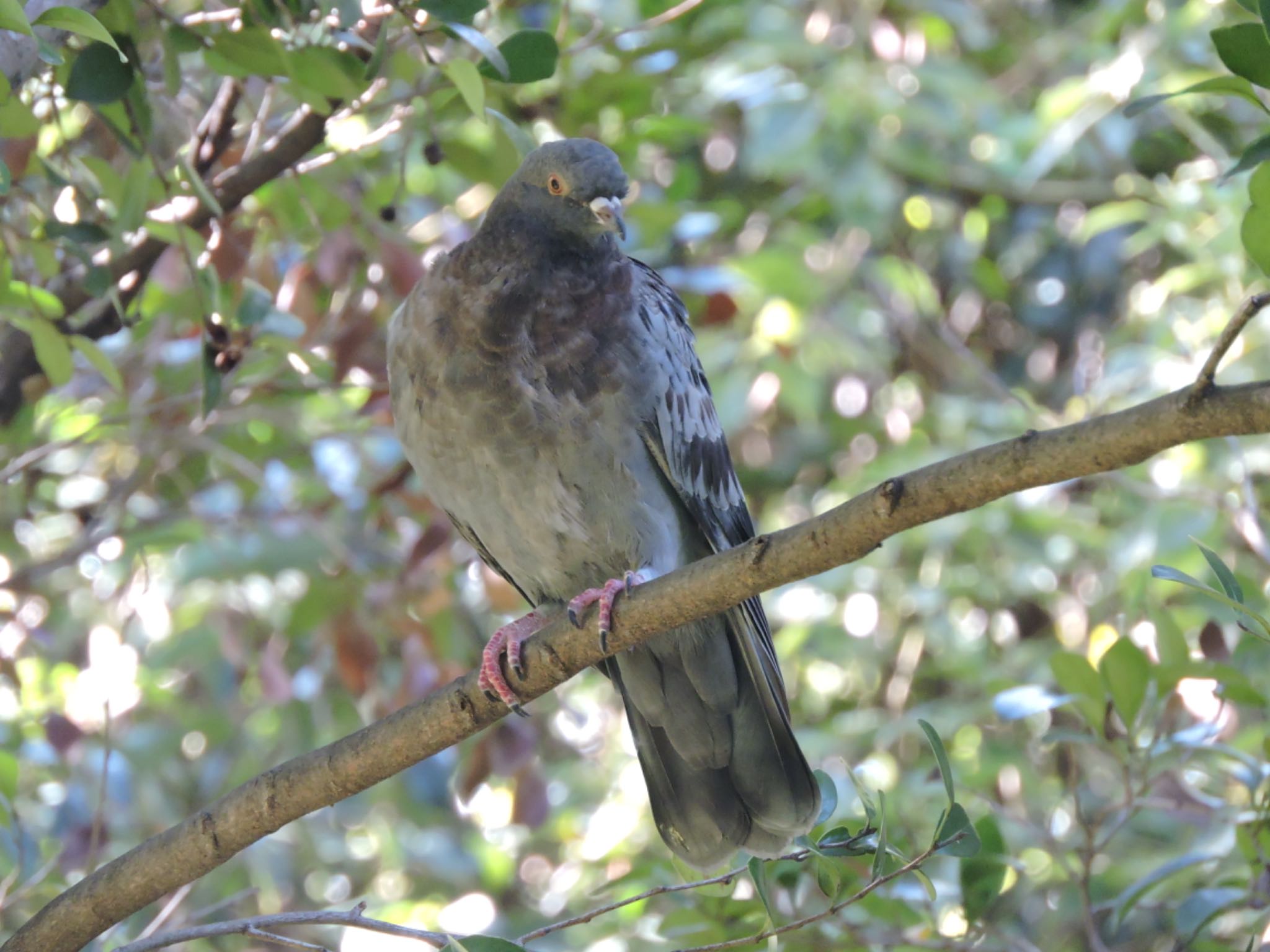 Rock Dove