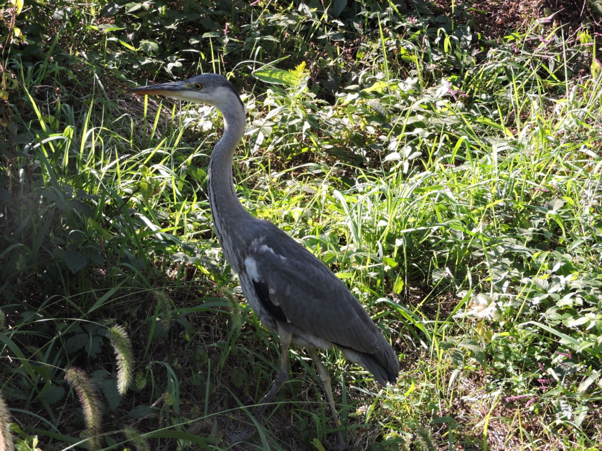 Grey Heron