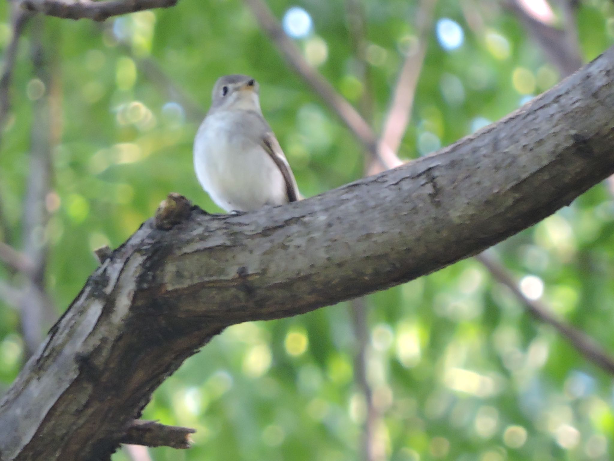 Asian Brown Flycatcher