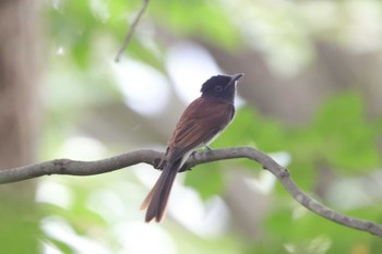 サンコウチョウ 埼玉県県民の森 2023年9月18日(月)