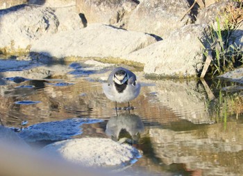 2023年10月22日(日) 勅使池(豊明市)の野鳥観察記録