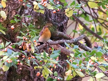 ムギマキ 戸隠森林植物園(戸隠森林公園) 2023年10月21日(土)