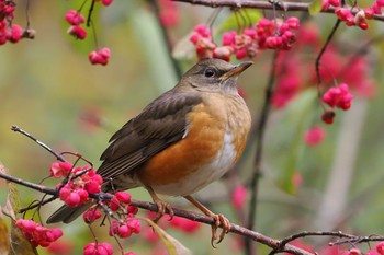 アカハラ 戸隠森林植物園(戸隠森林公園) 2023年10月21日(土)