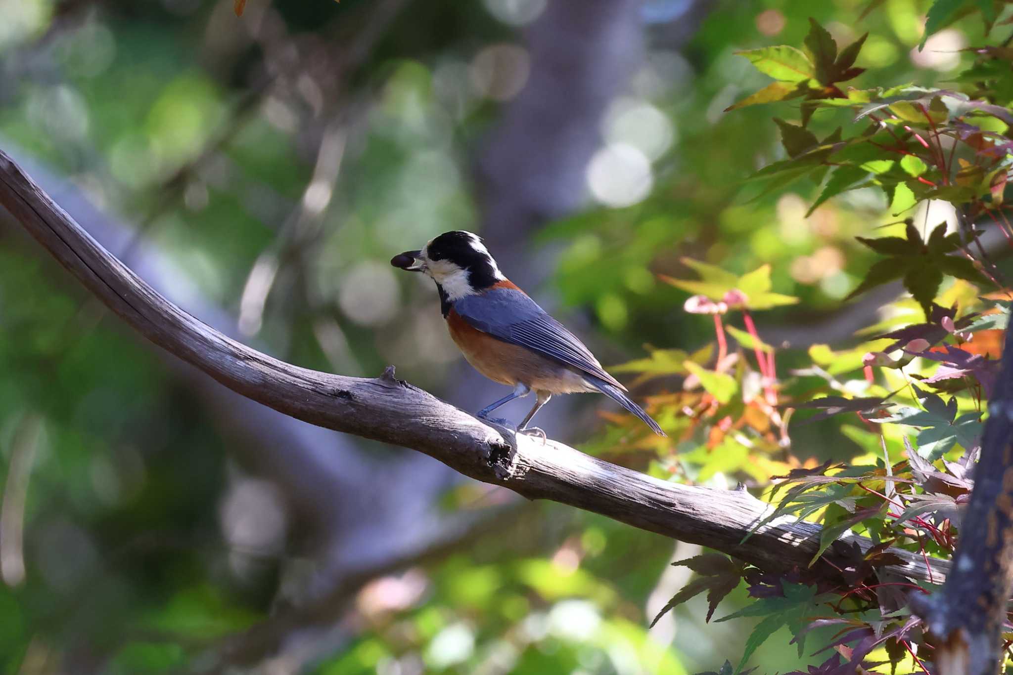 Photo of Varied Tit at 平谷川 by いわな