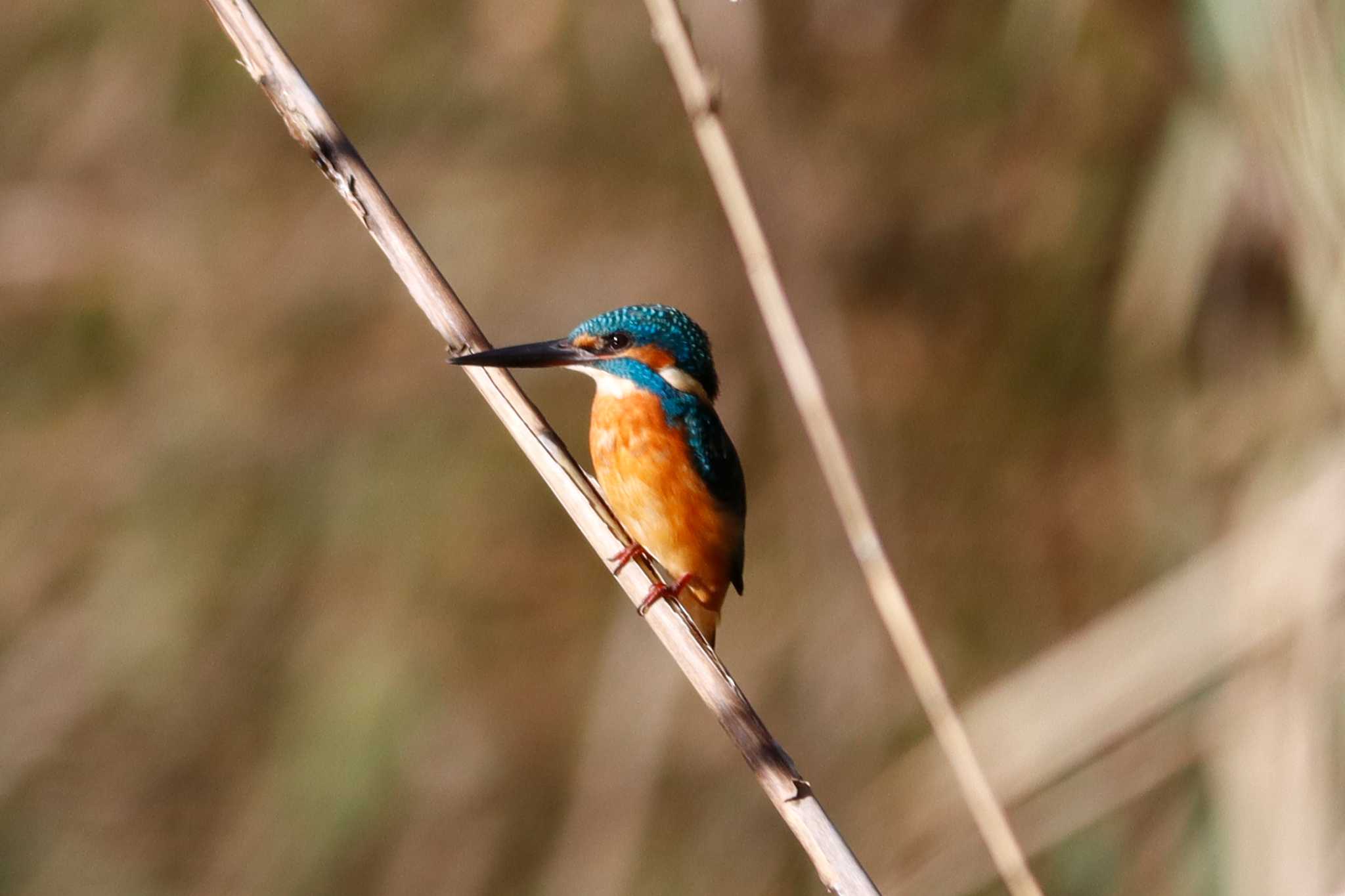 Photo of Common Kingfisher at  by あっくん