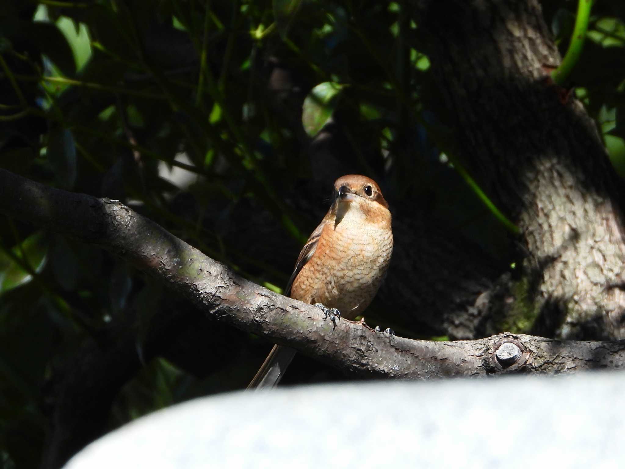 Photo of Bull-headed Shrike at マイフィールドa by ｱ