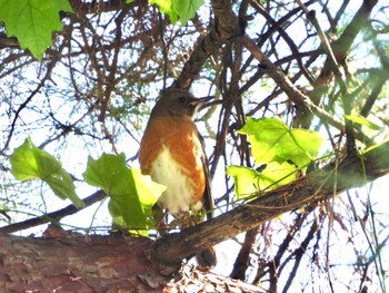 Brown-headed Thrush マイフィールドa Sun, 10/22/2023