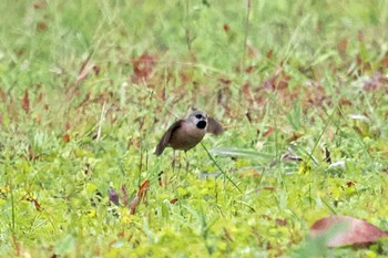 Long-tailed Finch マダガスカル Thu, 10/19/2023