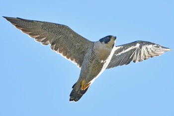 ハヤブサ 青葉山公園 2023年10月22日(日)