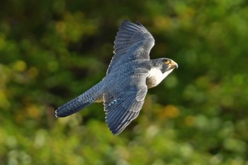 ハヤブサ 青葉山公園 2023年10月22日(日)