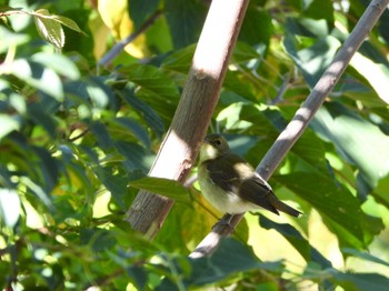 Narcissus Flycatcher マイフィールドa Sun, 10/22/2023