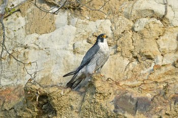 ハヤブサ 青葉山公園 2023年10月22日(日)