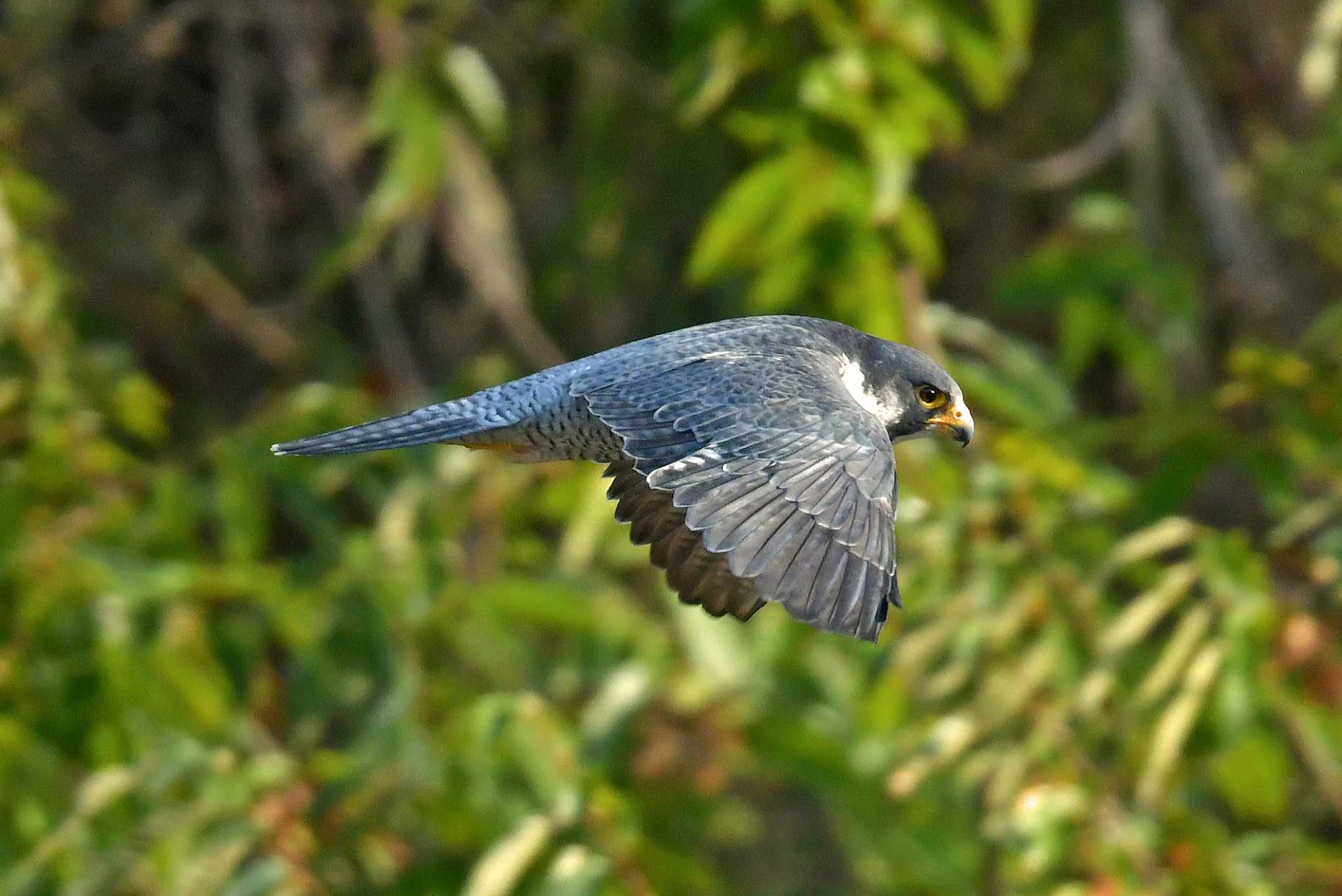 青葉山公園 ハヤブサの写真 by Keiichi TAKEDA