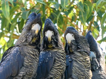 Red-tailed Black Cockatoo Kings Park and Botanic Garden, Perth, WA, Australia Sat, 10/7/2023